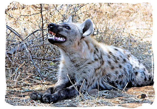 The Spotted Hyena has one of the most powerful pair of jaws among the Carnivores