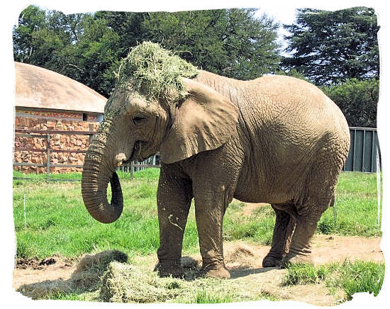 In the Johannesburg zoo, this Elephant kept putting her food on top of her head - City of Johannesburg South Africa Attractions, the Top 15