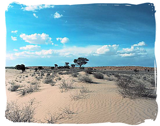 Kalahari landscape - Kalahari Camp, Kgalagadi Transfrontier Park, South Africa