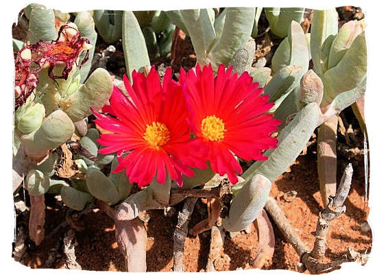 Flowertime in the Tankwa Karoo is from august to october after the first rain - Tankwa Karoo National Park, National Parks in South Africa