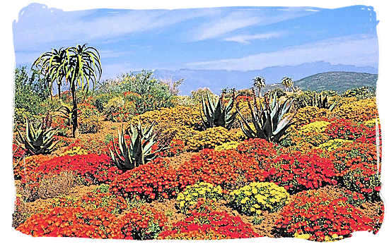 Carpet of flowers in the Great Karoo after a good rainfall - Karoo Accommodation, Karoo National Park South Africa