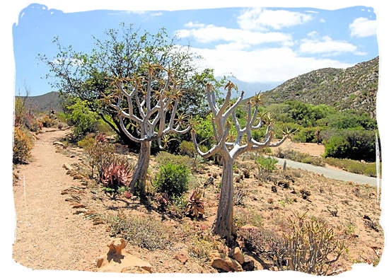 Landscape of the National Karoo Botanical Gardens at Worcester - Karoo Accommodation, Karoo National Park South Africa