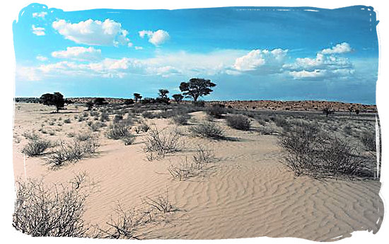 The arid wilderness of the Kalahari desert - Kgalagadi Transfrontier Park