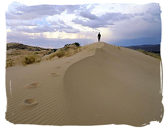 Sand dunes in the Kalahari - Kgalagadi Transfrontier Park in the Kalahari, South Africa