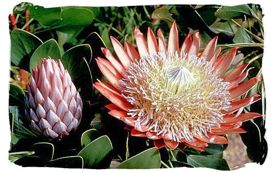 The King Protea, one of the most beautiful “fynbos” flowers of the Cape Floral Kingdom and also one of the national symbols of South Africa
