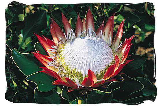 King Protea, a member of the unique Cape Floristic Kingdom in South Africa - Kirstenbosch Botanical Gardens, Home to Stunning Protea flowers