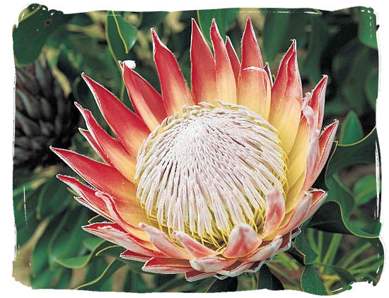 The King Protea - South African National Symbols, National Symbols of South Africa