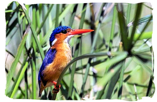 Kingfisher - Skukuza Safari, Travel and Accommodation