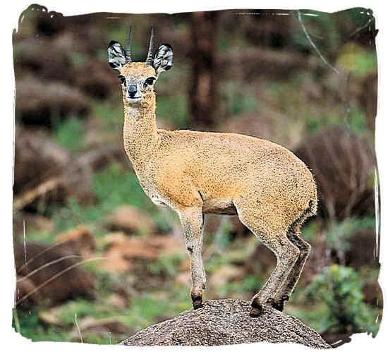 The rare Klipspringer, one of the smallest of the antelope species.