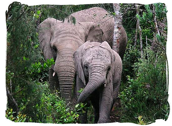 Elephants in the Knysna forest
