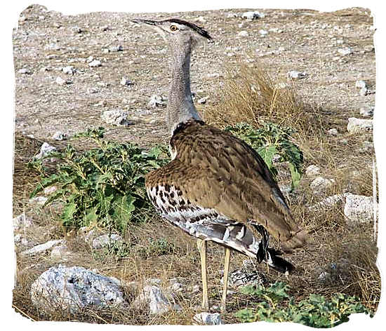 The Kori Bustard - Kgalagadi Transfrontier National Park in South Africa