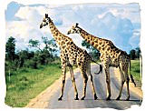 Giraffes in the Kruger National Park