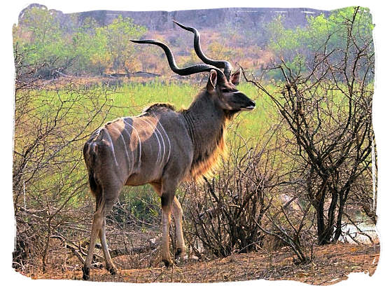 Magnificent Kudu bull - Marakele National Park activities