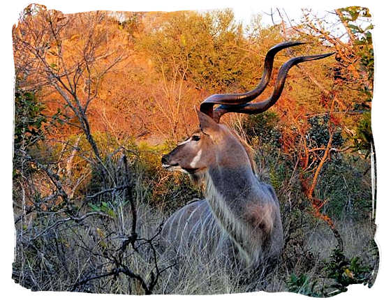 Magnificent Kudu bull - Bateleur Camp, Place of the Bateleur Eagle, Kruger National Park