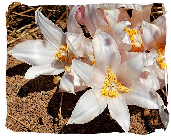 The Kukumakranka (Gethyllis), a beautiful and well known plant species in the park - West Coast National Park vegetation, South Africa National Parks