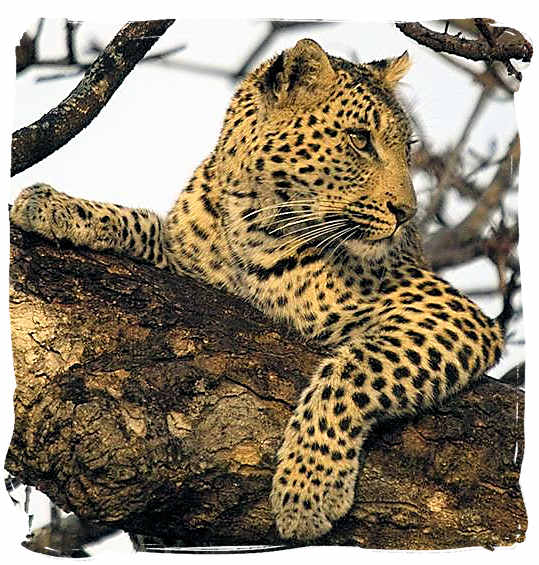 Leopard on the lookout - Kieliekrankie Wilderness Camp, Kgalagadi Transfrontier Park
