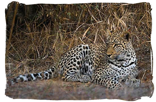 Lazy Leopard - Urikaruus Wilderness Camp, Kgalagadi Transfrontier Park