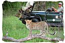 People in a safari game drive vehicle watching a Leopard in a tree