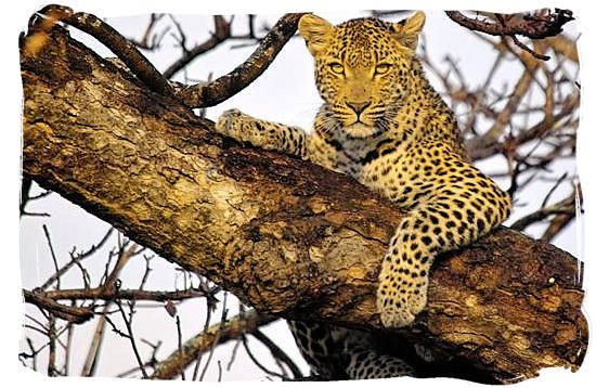 Leopard in a tree