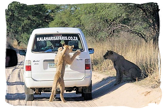 The curiosity of a Lioness youngster gets the better of her - The Kalahari desert, place of breathtaking Kalahari safaris