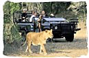 People in a safari game drive vehicle watching a Lion cross the road