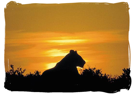 Silhouette of a Lioness against the light of the setting sun - Kruger National Park Camps, Kruger National Park, Map, Tours, Safaris