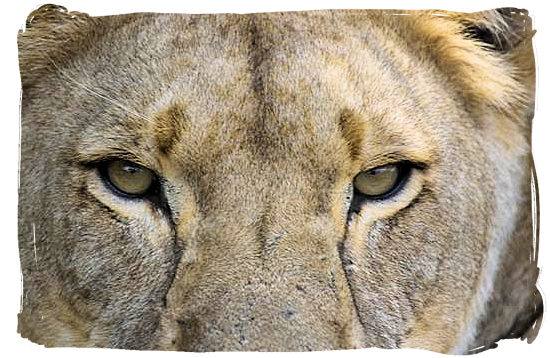 This Lioness is watching you