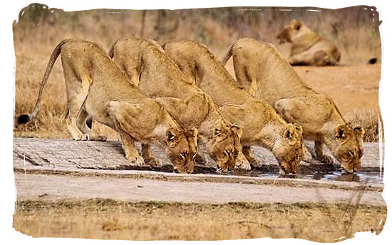 Lionesses slaking their thirst at a waterhole - Kgalagadi Transfrontier Park in the Kalahari