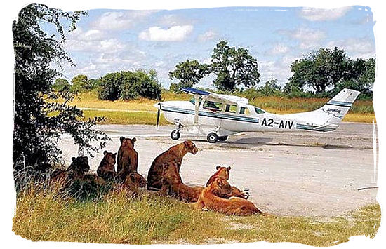 Pride of Lions as reception committee at an airstrip in the bushveld