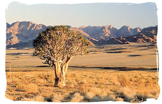The Augrabies Falls National Park, Augrabies Resorts, South Africa - A lonely Giant Quiver Tree