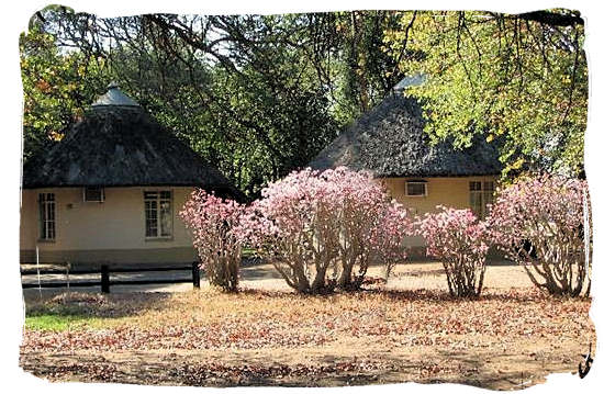 Riverine vegetation adorning the Letaba main rest camp, Kruger National Park, South Africa