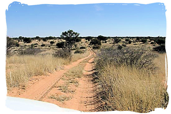 4x4 Wilderness track in the Kgalagadi Transfrontier National Park in the Kalahari, South Africa