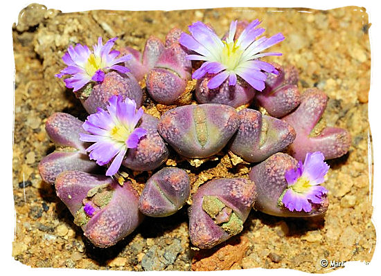 Macro photograph of one of the many conophytum species - flowers spectacle, Namaqualand National Park South Africa