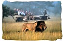 African safari game drive vehicle encountering a male Lion