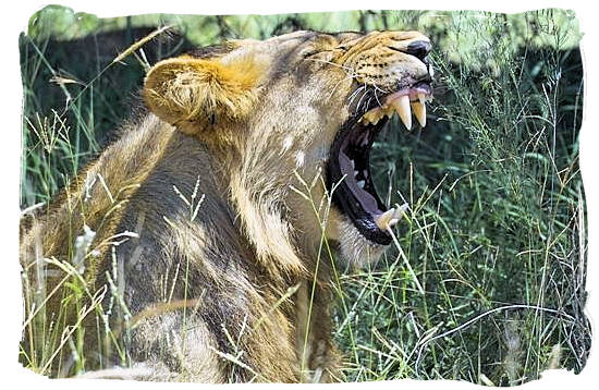 Male Lion - Skukuza Safari, Travel and Accommodation