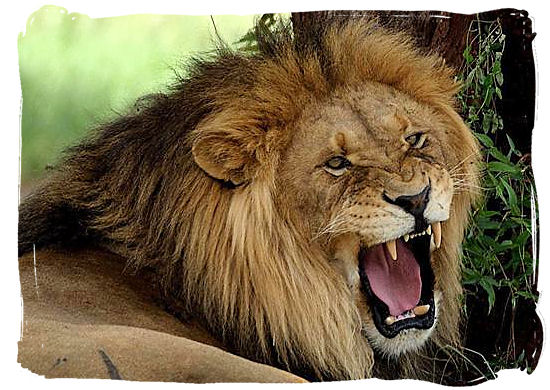 His majesty, king of the beasts - Kalahari Camp, Kgalagadi Transfrontier Park, South Africa