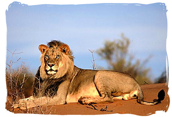 Lion male - The Nossob Camp, Kgalagadi National Park, Kgalagadi Photos