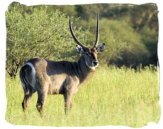 Male Waterbuck near the Maloutswa hide on Mapungubwe National Park