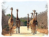 Giraffes in the Marakele National Park