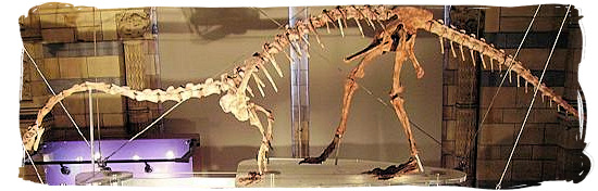 Skeleton of the massospondylus at the Natural History Museum in London
