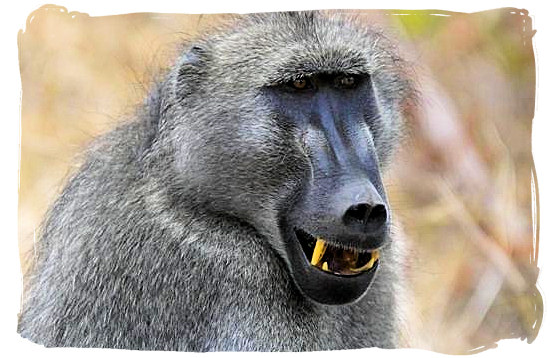 Mature male Baboon - Sirheni Bushveld Camp, Kruger National Park Safari, South Africa