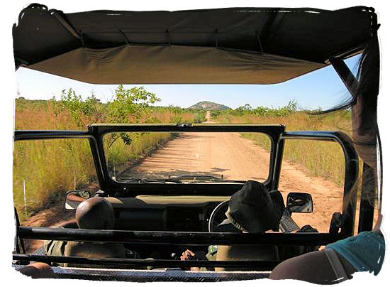 Game drive in the Pretoriuskop region