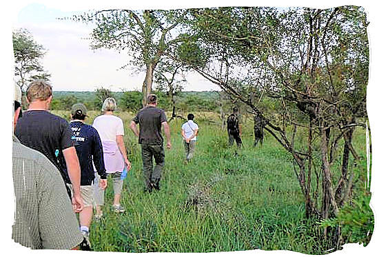 Morning bushwalk in the region around Boulders Bush Lodge in the Kruger National Park, South Africa