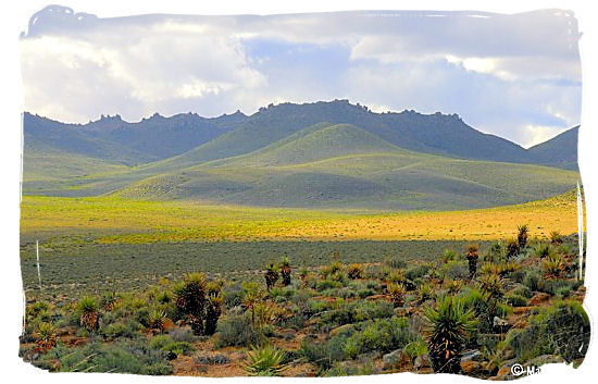 Namaqua landscape carpeted with flowers - Namaqualand National Park and the Namaqua flowers spectacle