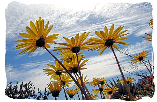 The world renown Namaqua daisies - Namaqualand National Park and the Namaqua flowers spectacle
