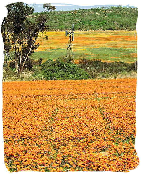 Namaqua, fields upon fields of flowers - Namaqua flowers spectacle, Namaqualand National Park South Africa