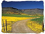 Wild flowers spectacle in the Namaqua National Park