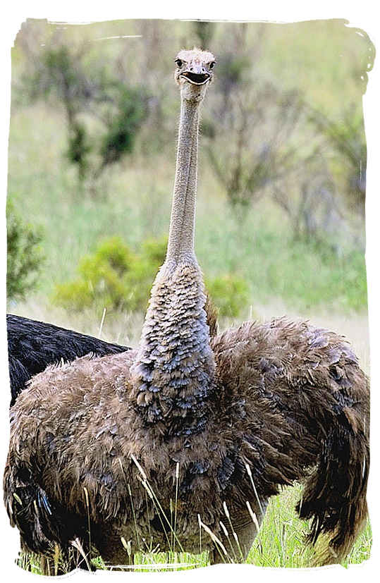 This Ostrich is not smiling - Camdeboo National Park (previously Karoo Nature Reserve)