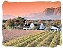 Winelands in the Paarl