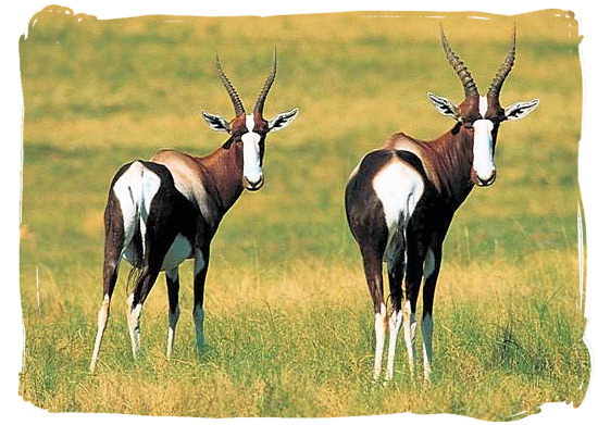 Here they are, the rarest antelope species in the world